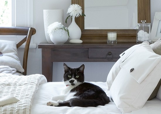 fekete macska fehér ágyon