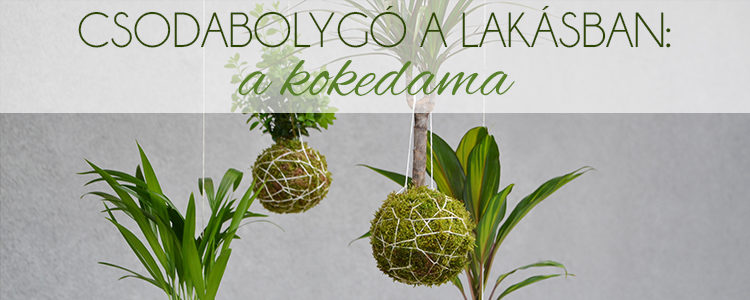 Csodabolygó a lakásban: a kokedama blogbejegyzés